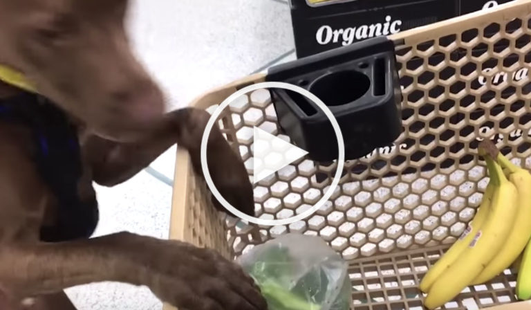 Overly Smart Dogs Doing Human and Beyond Brilliant Things