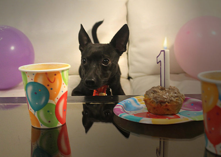 7 Steps to Throw Your Doggy The Most Pawfert Birthday Pawty 7 Steps to Throw Your Doggy The Most Pawfert Birthday Pawty
