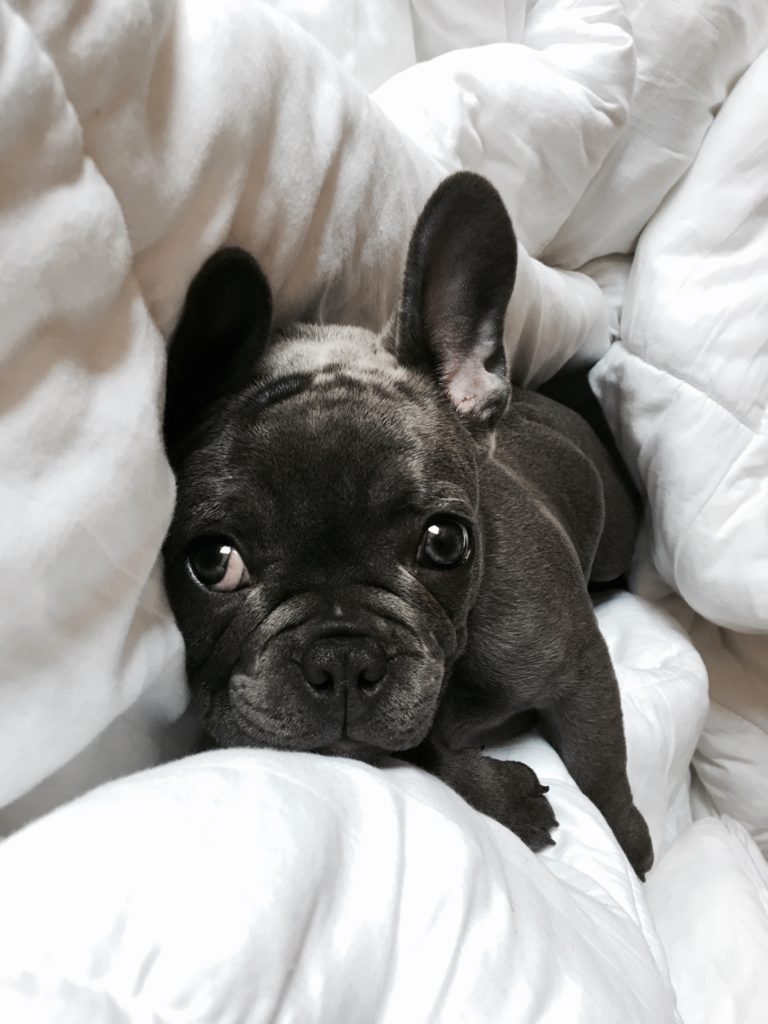 how to spoil dog, things to do with dog