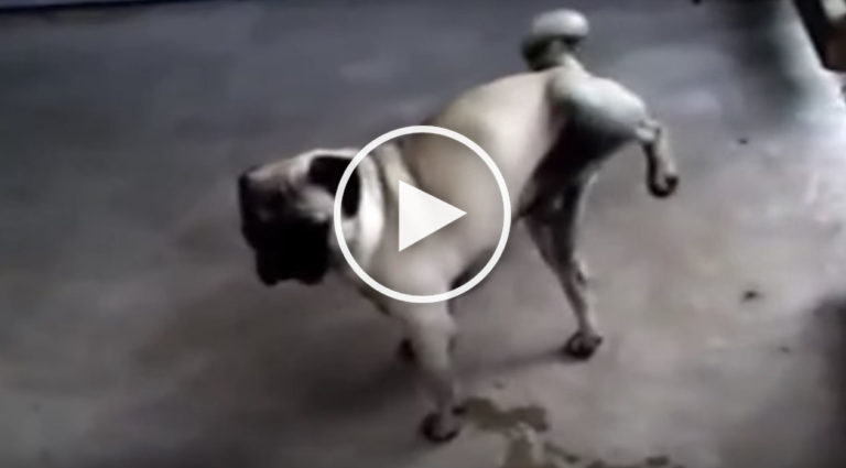 weird dog