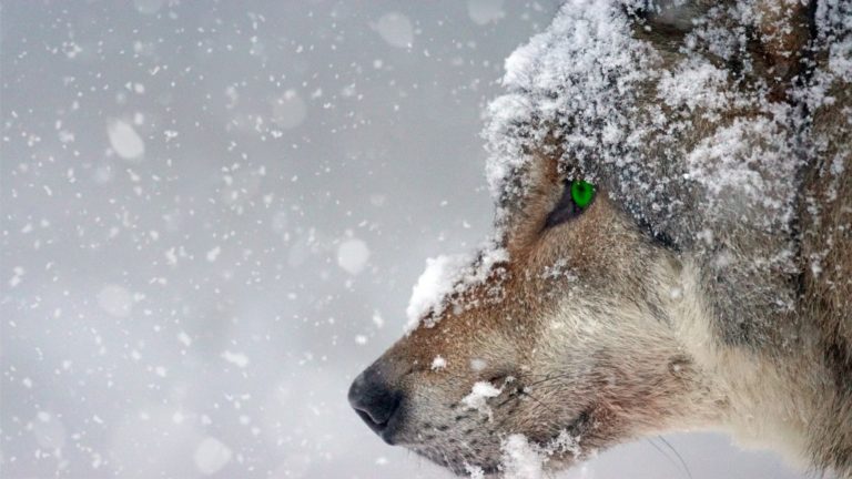 Funny Christmas Dog Quotes for Your Cards