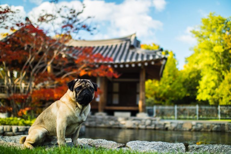 What You Should Know Before Traveling With Pets to Singapore What You Should Know Before Traveling With Pets to Singapore