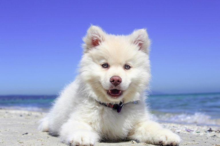 Trazodone for Dogs: What You Need to Know