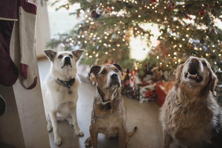 dog christmas activities