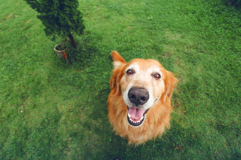 Caring for dogs living in the backyard