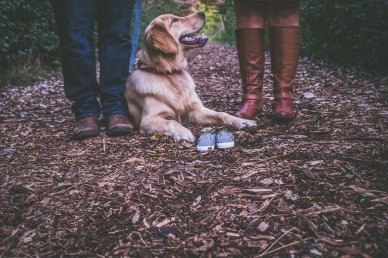 camping with dog