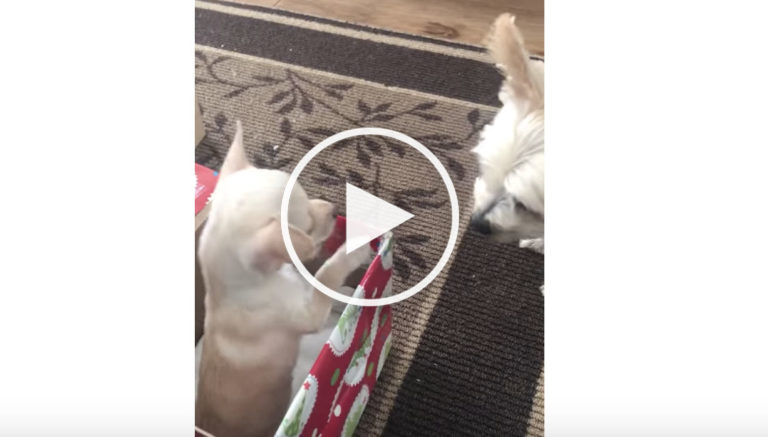 Dog Gets Puppy for Christmas: 3 Adorable and Heartwarming Videos