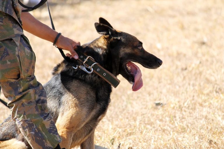 dog hero.