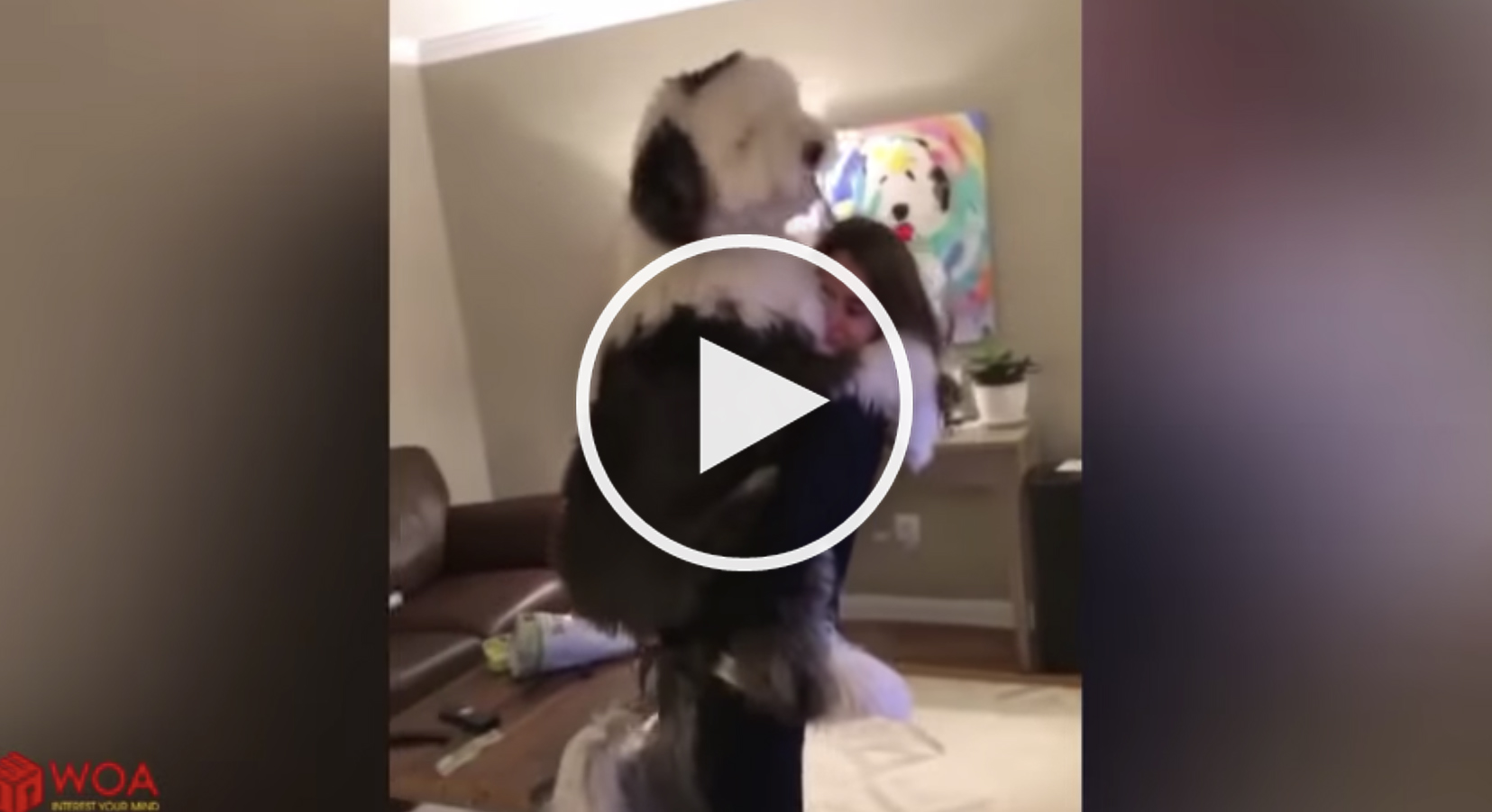 dog hugs human video