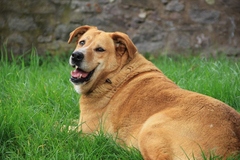 dog obesity rate