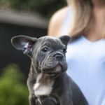 1 emotional support dog registration