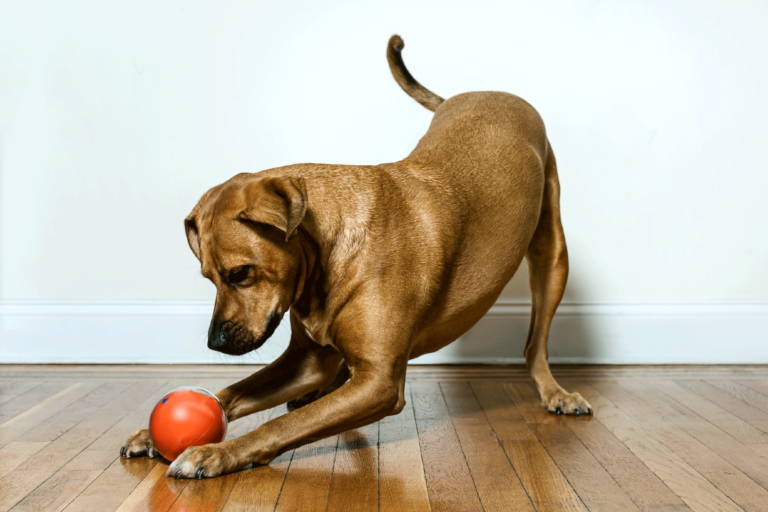 dog startups