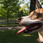 artificial grass for dogs 2