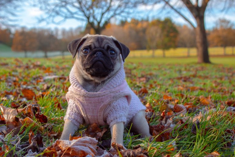 artificial grass for dogs