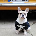 cool dog shirts