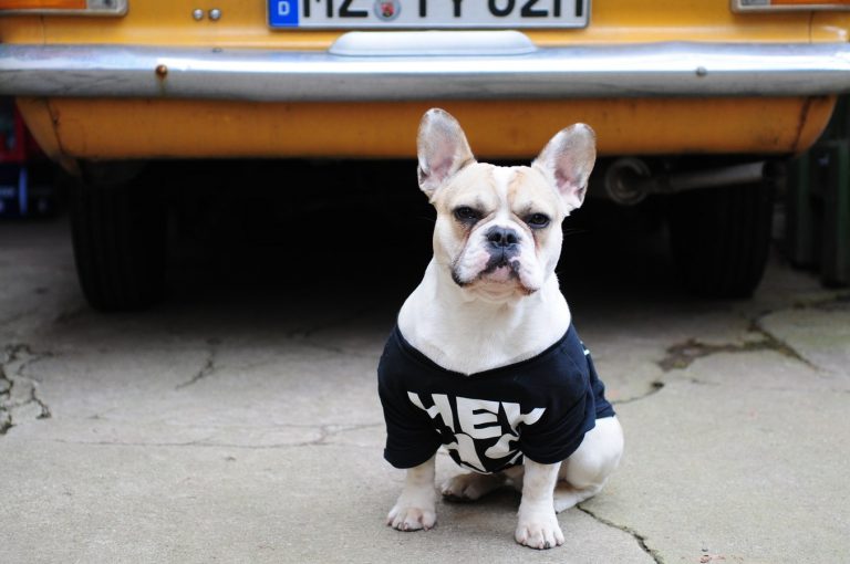 cool dog shirts