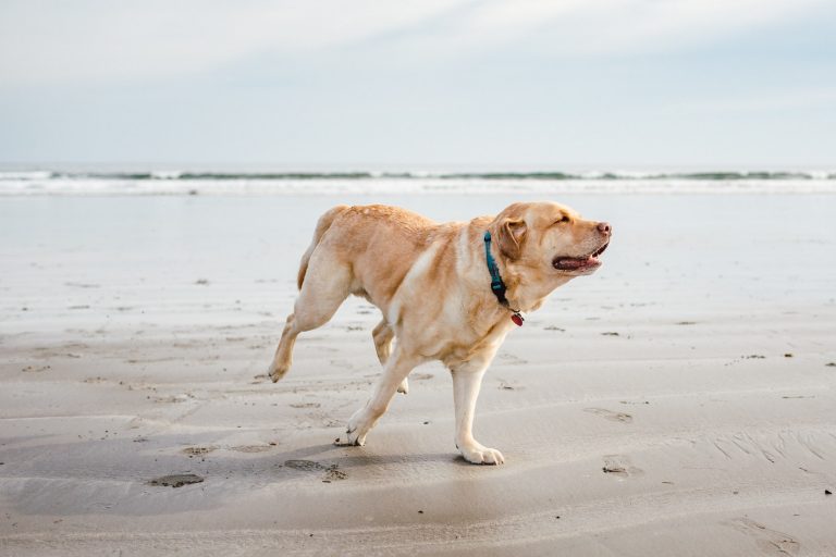 dog hot day