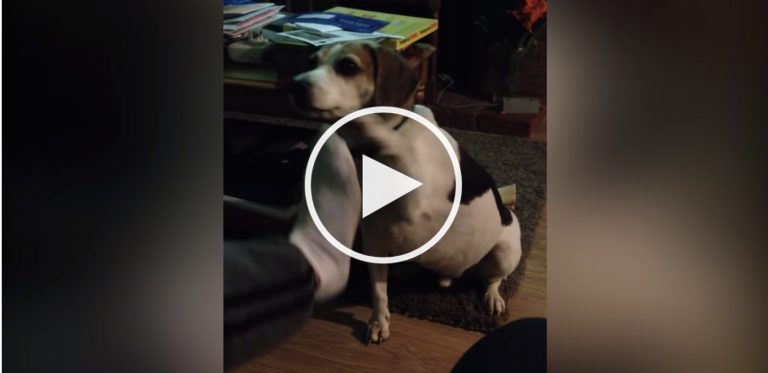 dog stinky feet