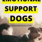 emotional support dog 3