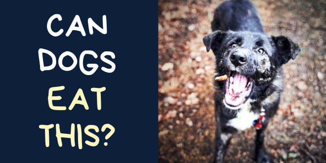 Can Dogs Eat This? 20 of Your Most Common Questions Answered Quickly