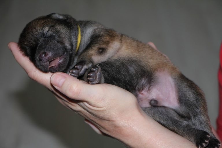 How Much Do Puppies Sleep
