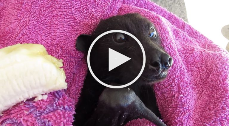 VIDEO: Tiny Banana-Eating Bat Looks Exactly Like Dog VIDEO: Tiny Banana-Eating Bat Looks Exactly Like Dog