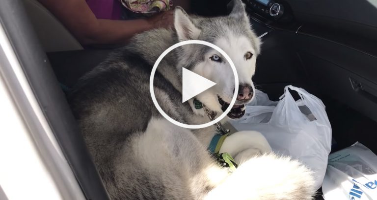 cute husky video