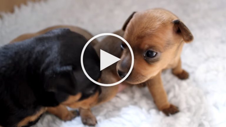 cute min pin puppy video