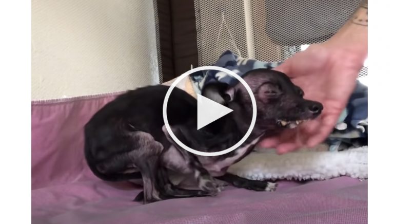 dog adoption video