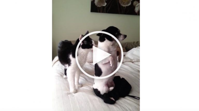 dog and cat video