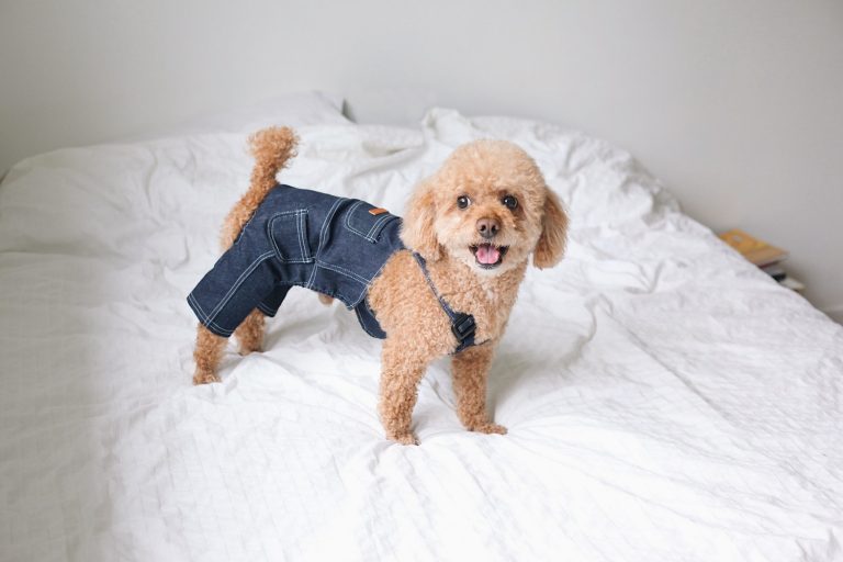 dog clothes