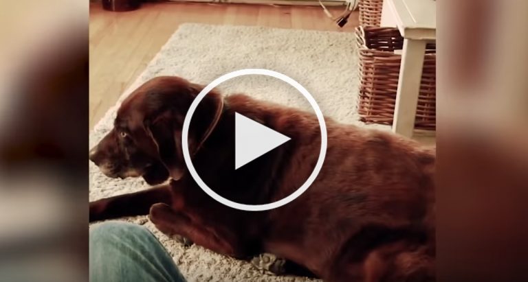 dog fart video