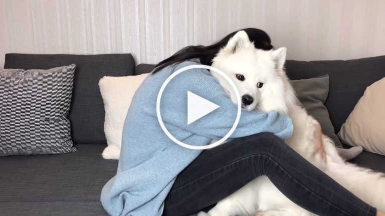 dog hug video