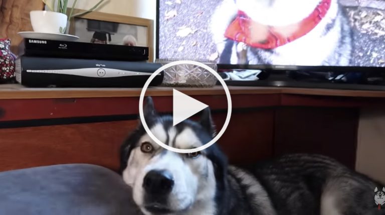 funny husky video