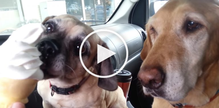 dog eating ice cream