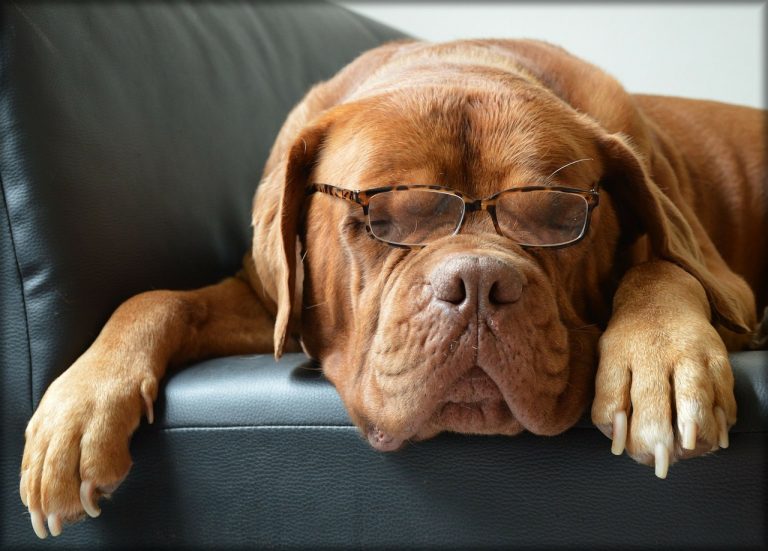 keep dog busy.