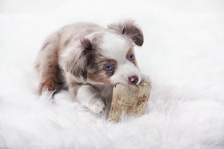 amazon dog toys that cannot be destroyed