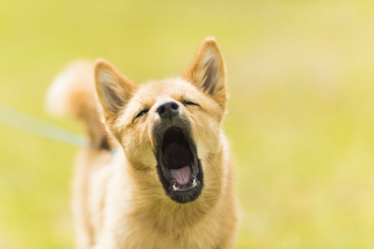 best Anti Bark Devices on Amazon