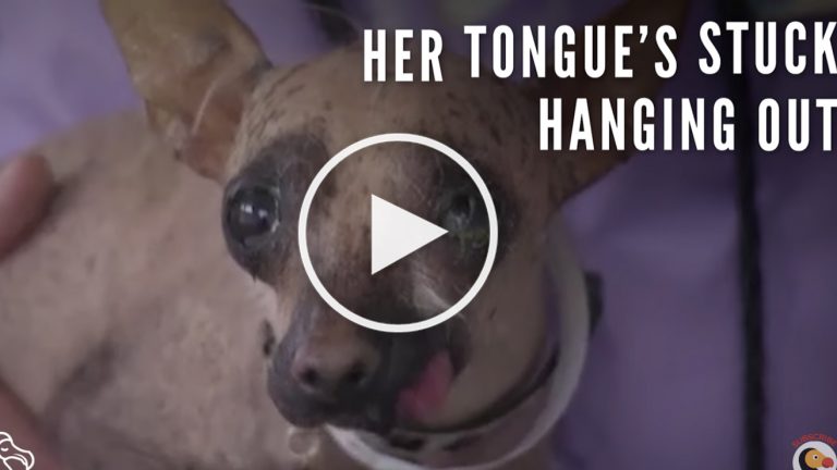 cute dog video