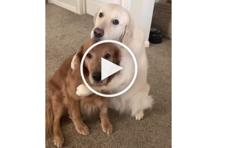 dog hug video