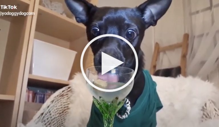 dog treat video