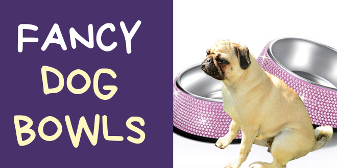fancy dog bowls