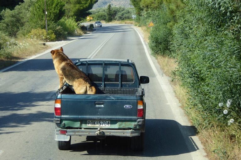 Moving with Pets: What You Need to Know Moving with Pets: What You Need to Know