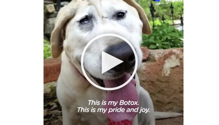 cute dog video
