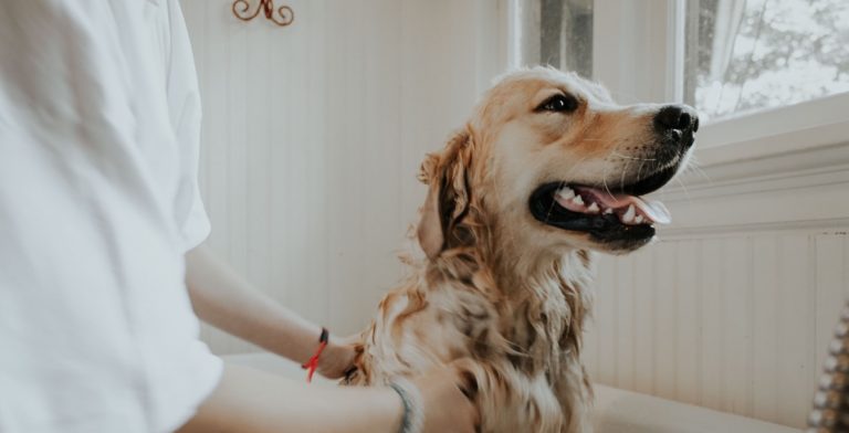 Best Smelling Dog Shampoo on Amazon