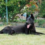 Dog Training 10