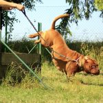 Dog Training 11