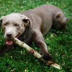 Dog Training 12