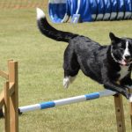 Dog Training 13