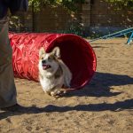 Dog Training 14